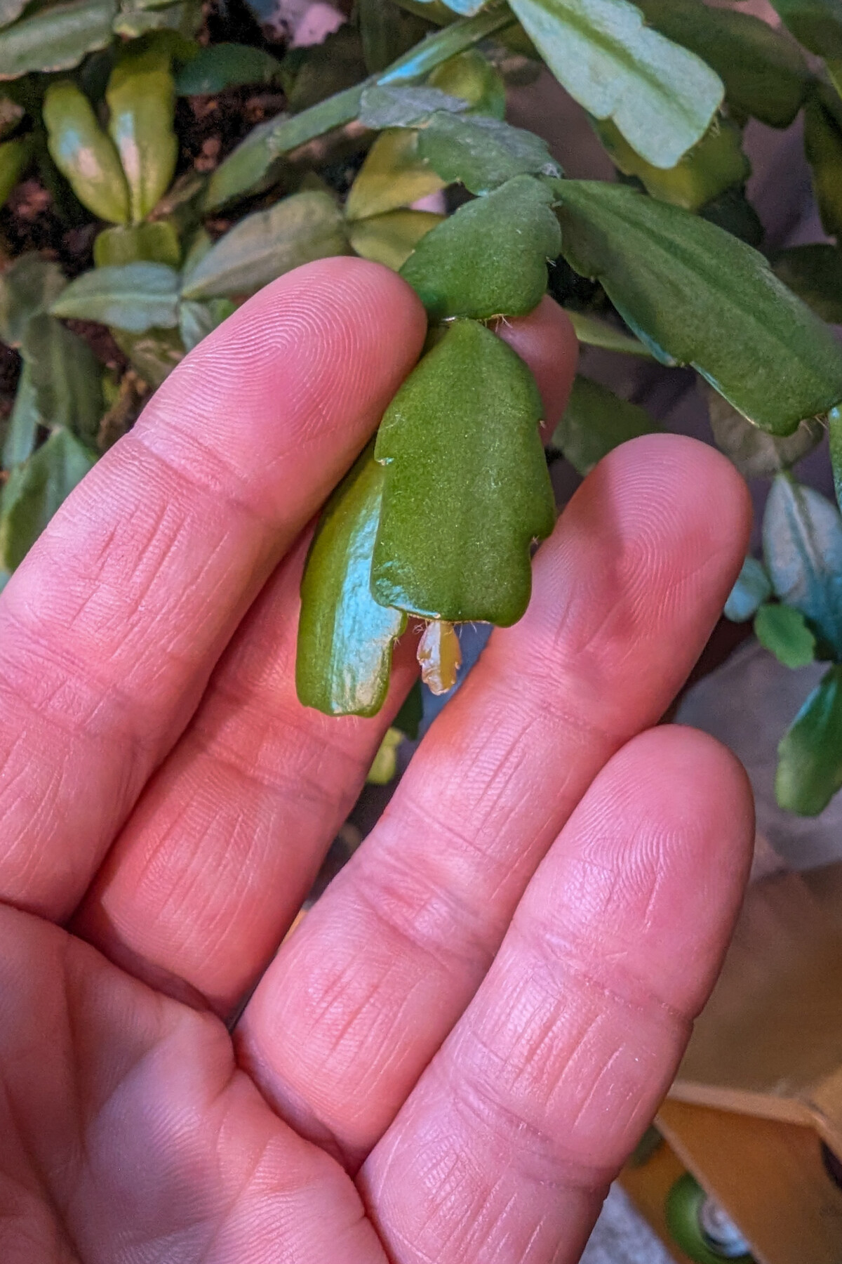 Close up of a woman's hand showing a new cladode growing on a Christmas cactus