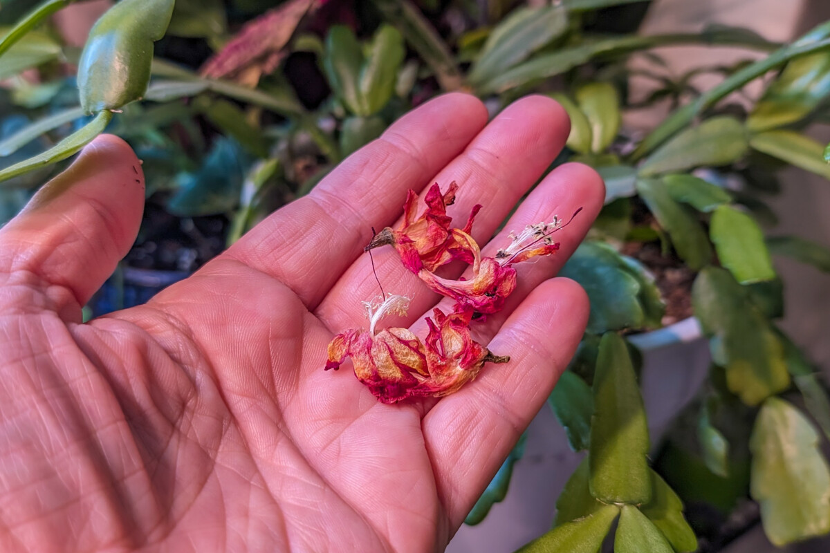 Woman's hand holding dried Christmas cactus flowers