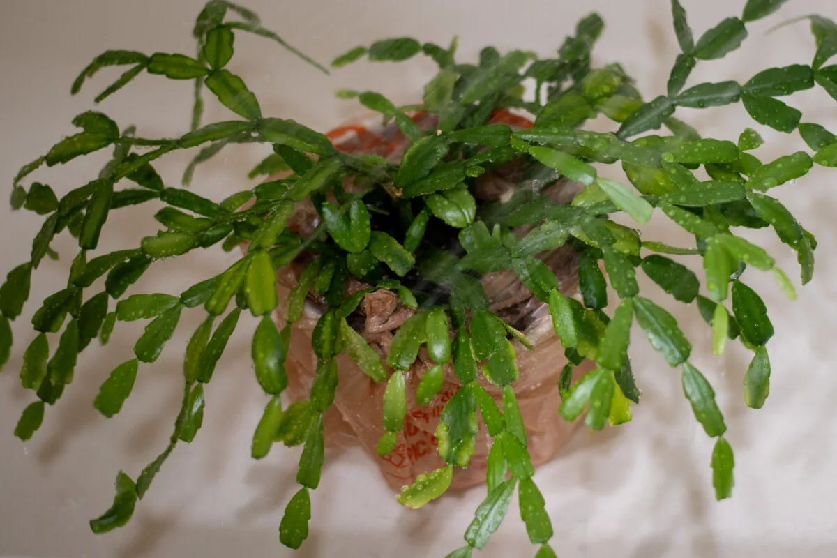 Christmas cactus being sprayed with water to clean the leaves
