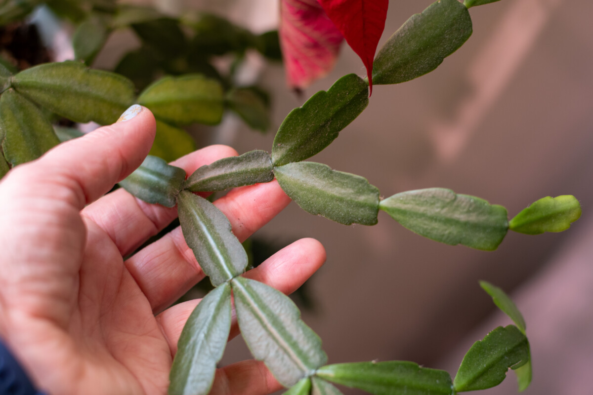 Woman's hand holding a dusty Christmas cactus segment
