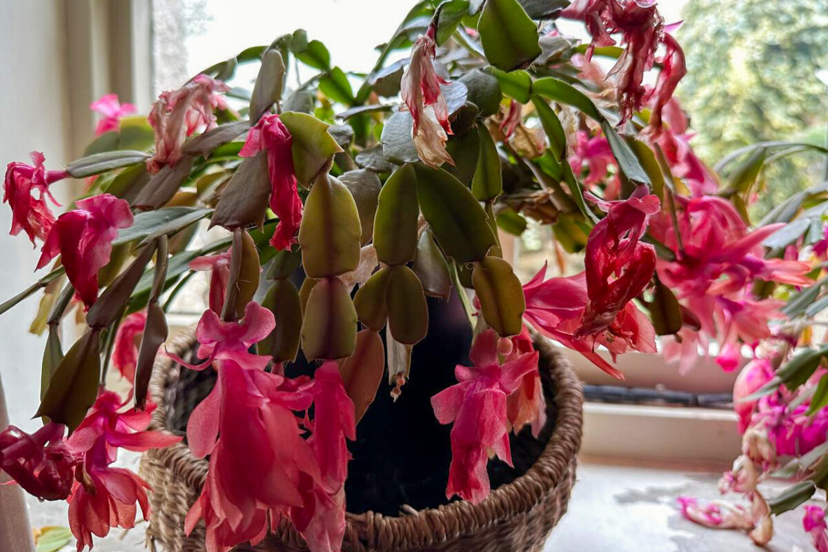 Christmas cactus with drooping blooms