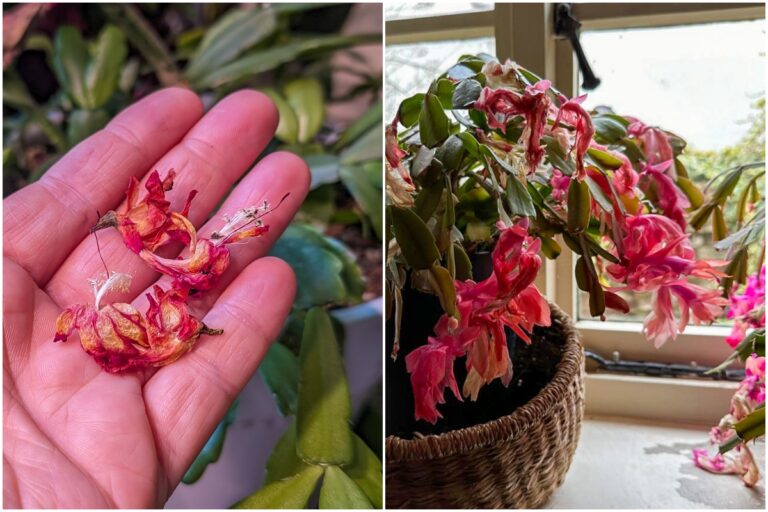 Always Do This After Your Christmas Cactus Blooms Fade + 3 Things Not to Do