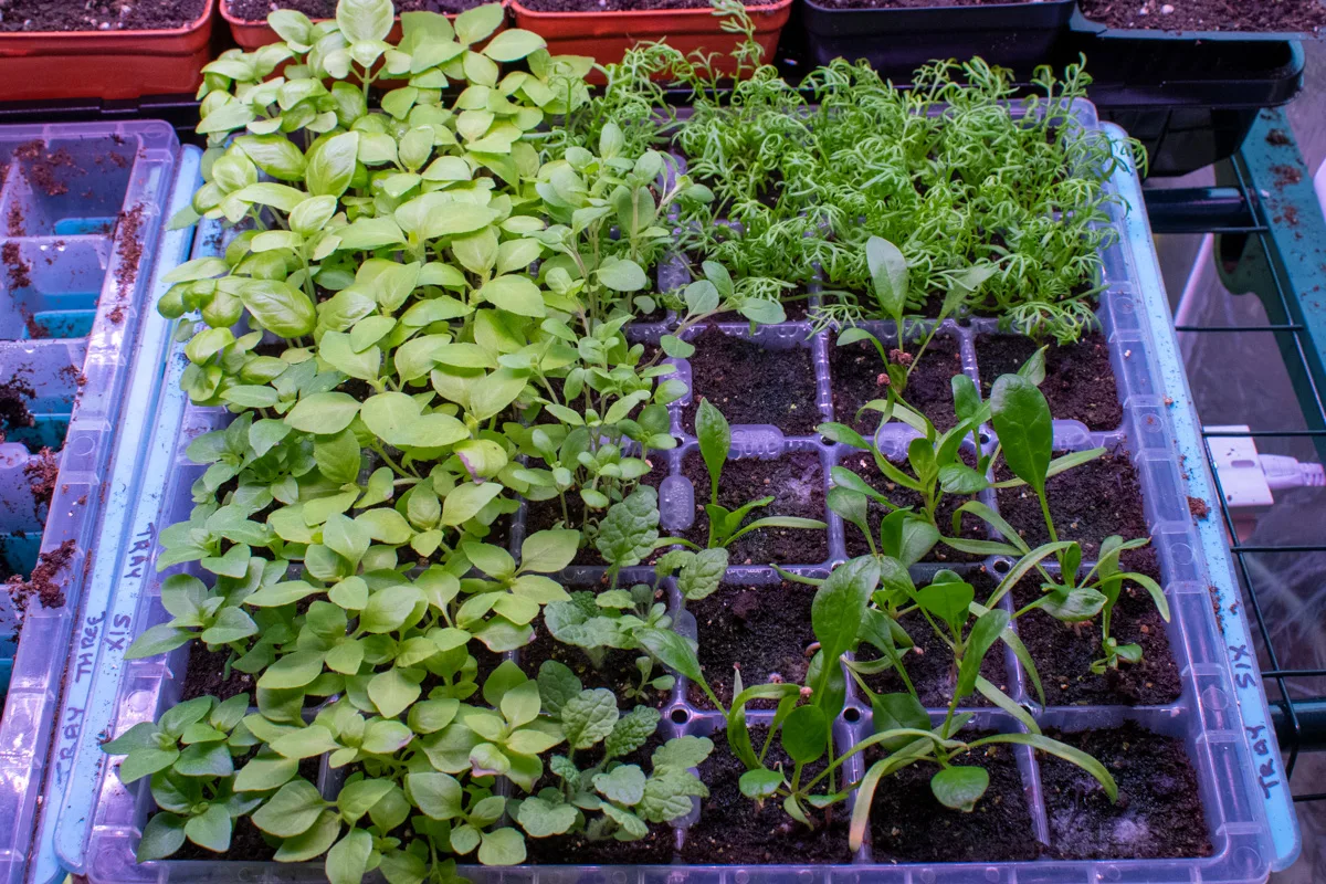 Tray of seedlings