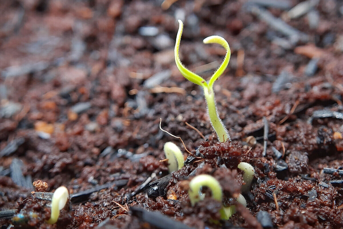 Tiny eggplant seedlings