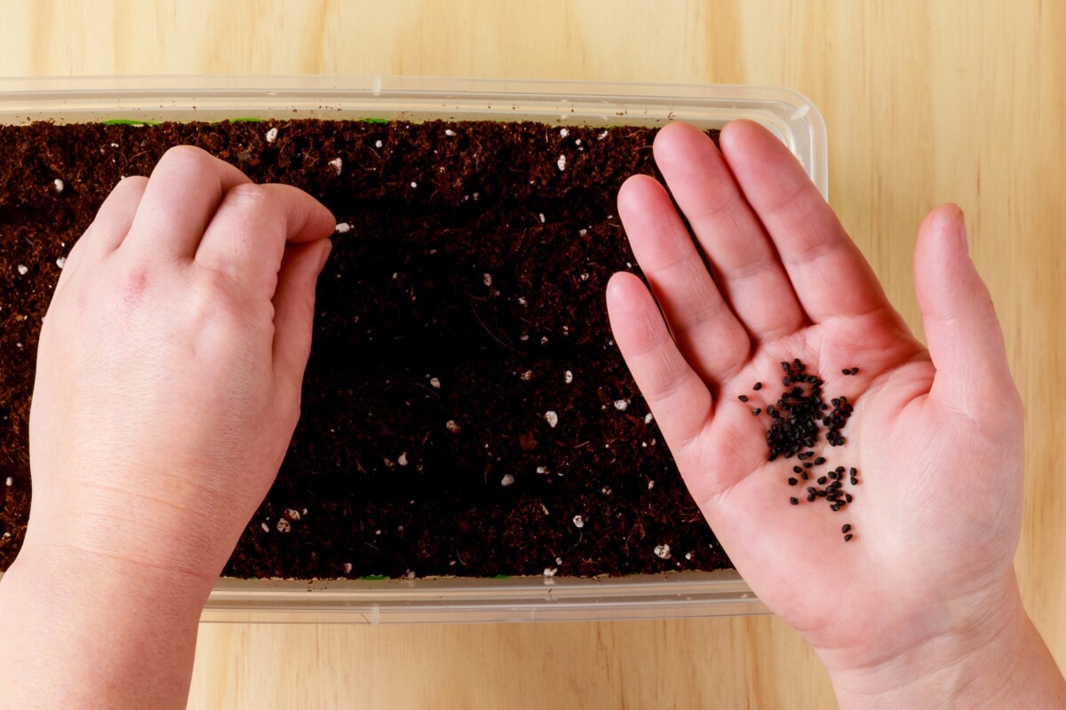 Woman's hands planting onion seeds