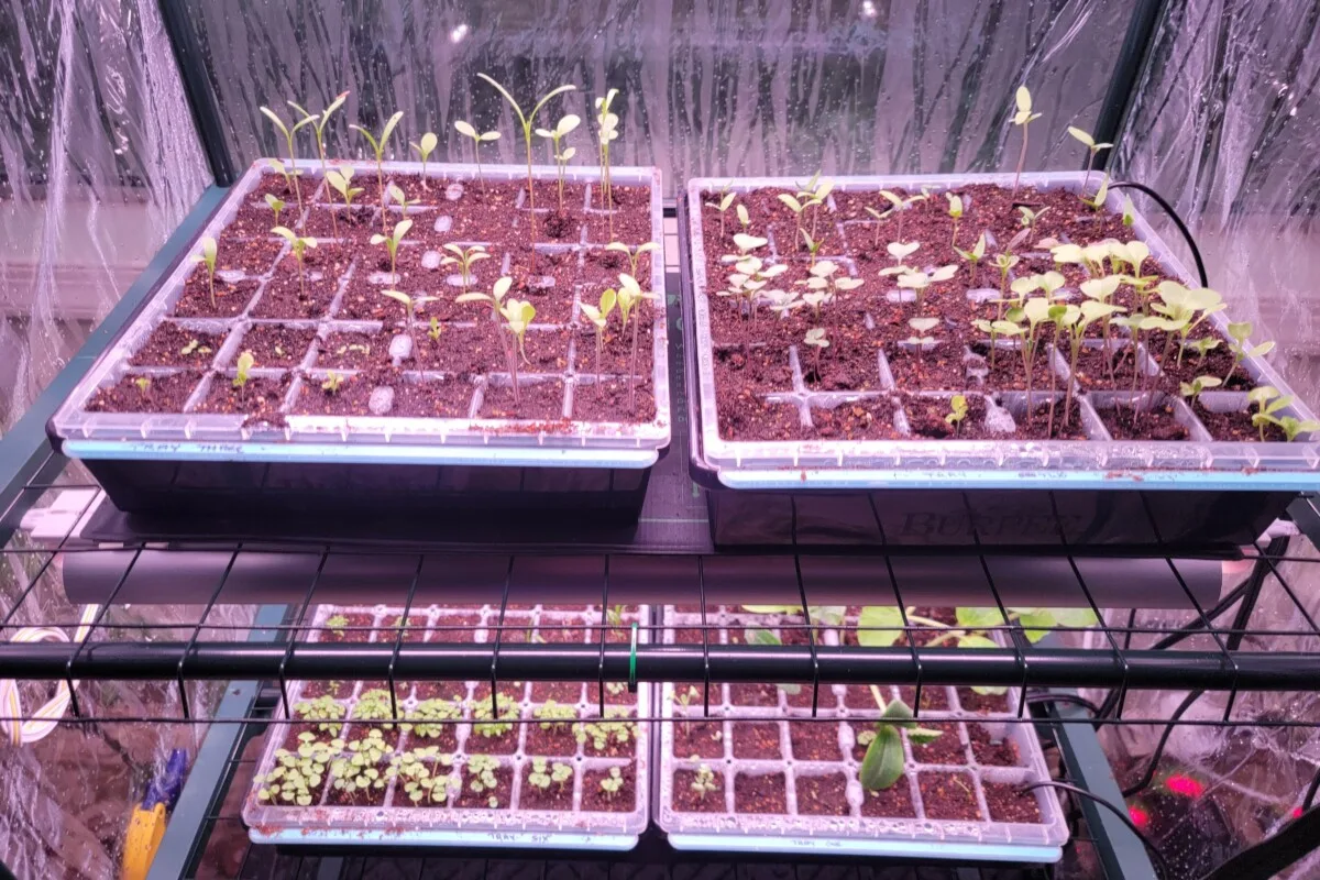 Seedlings in a mini greenhouse