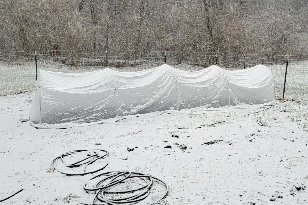 Polytunnel covered in snow