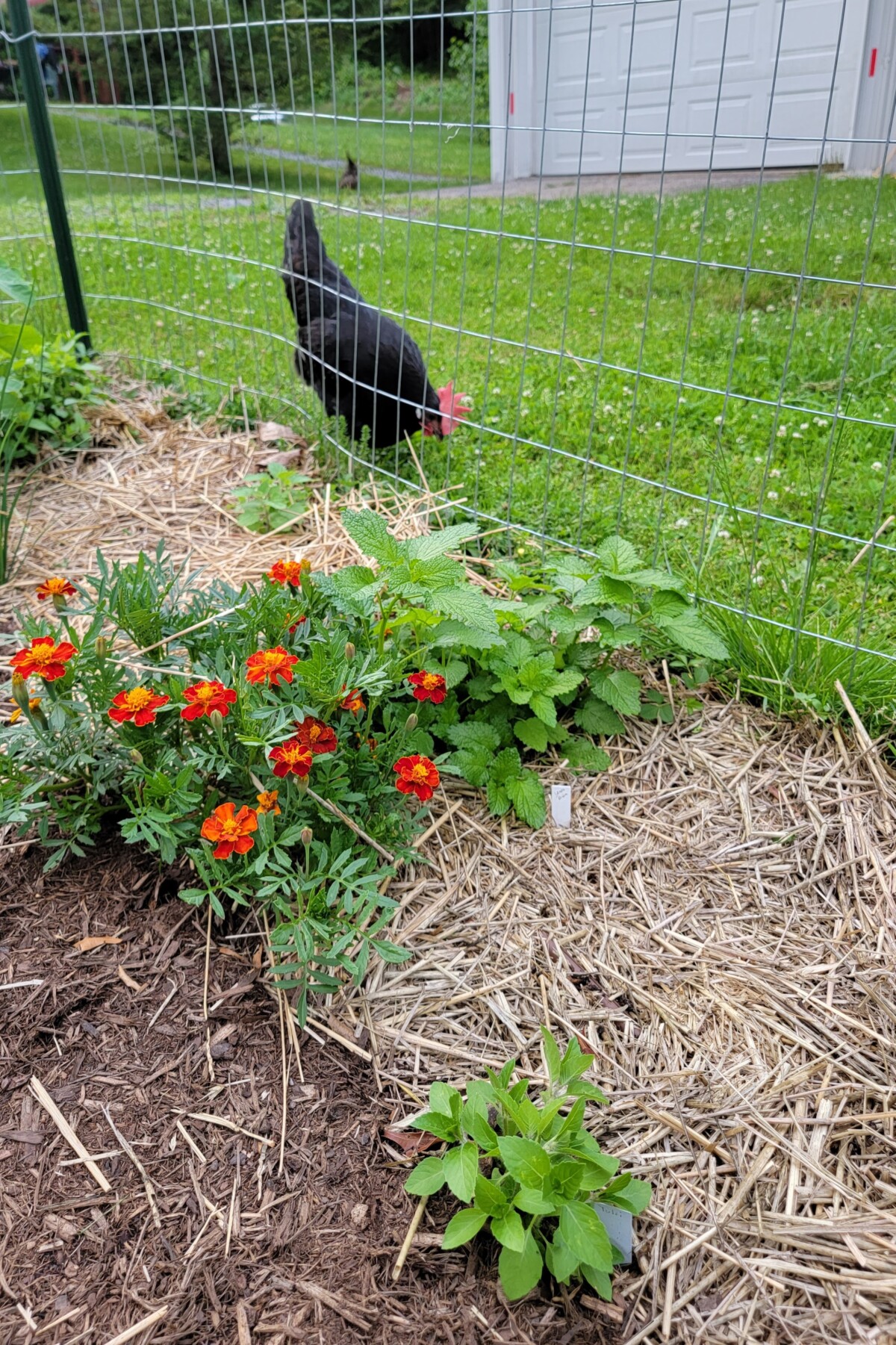 Chicken outside fenced off garden