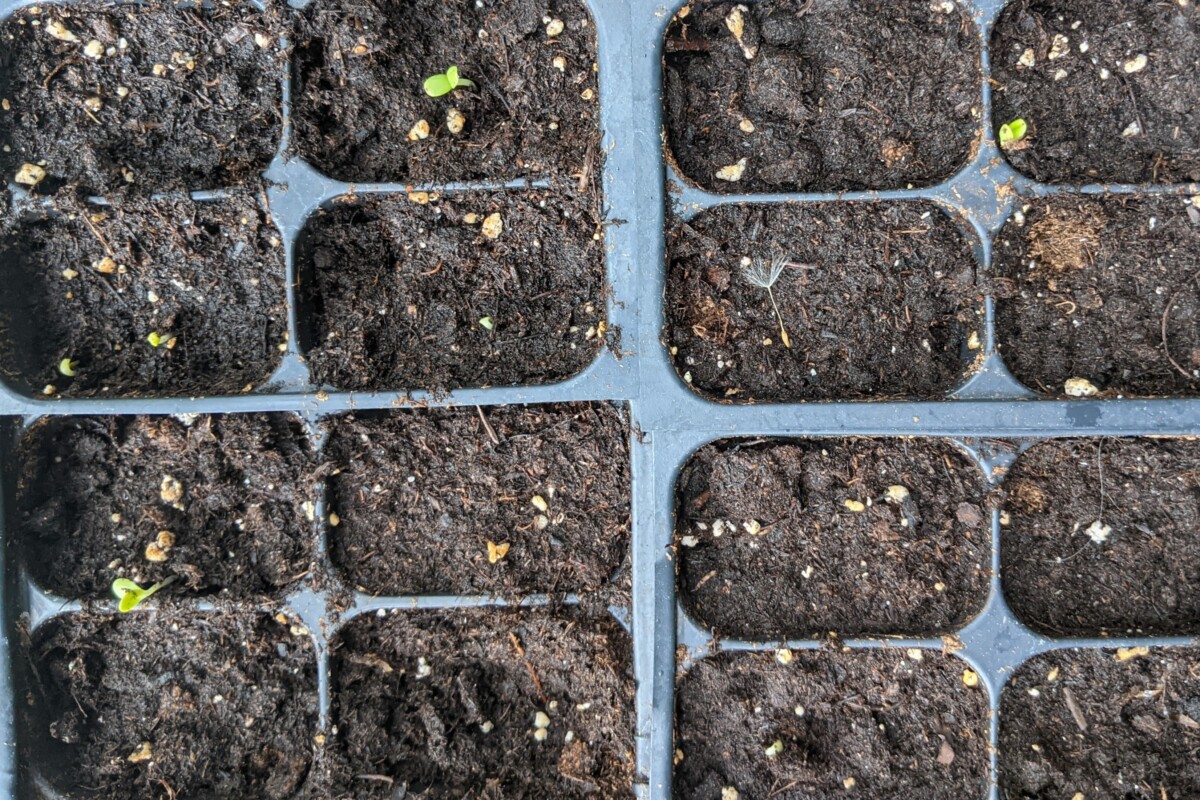 Seed cells with only a couple of sprouts growing in the soil