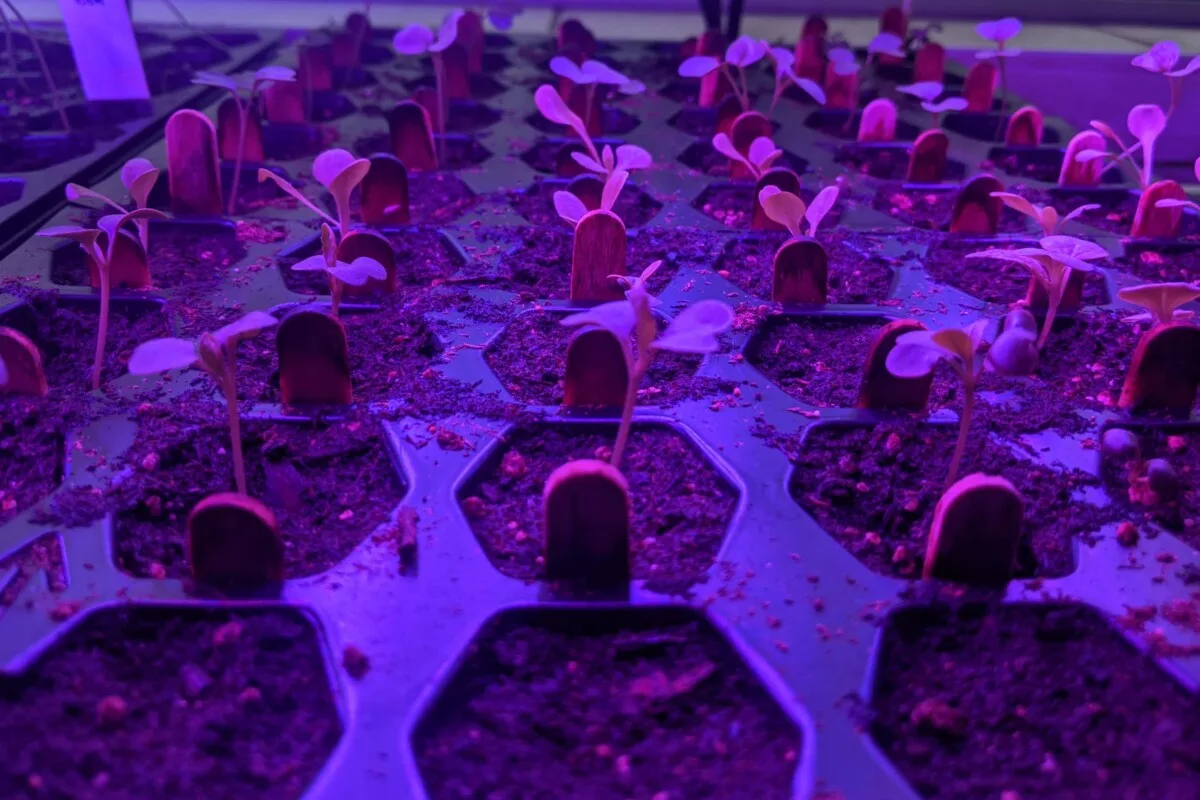 Seedlings under blue light
