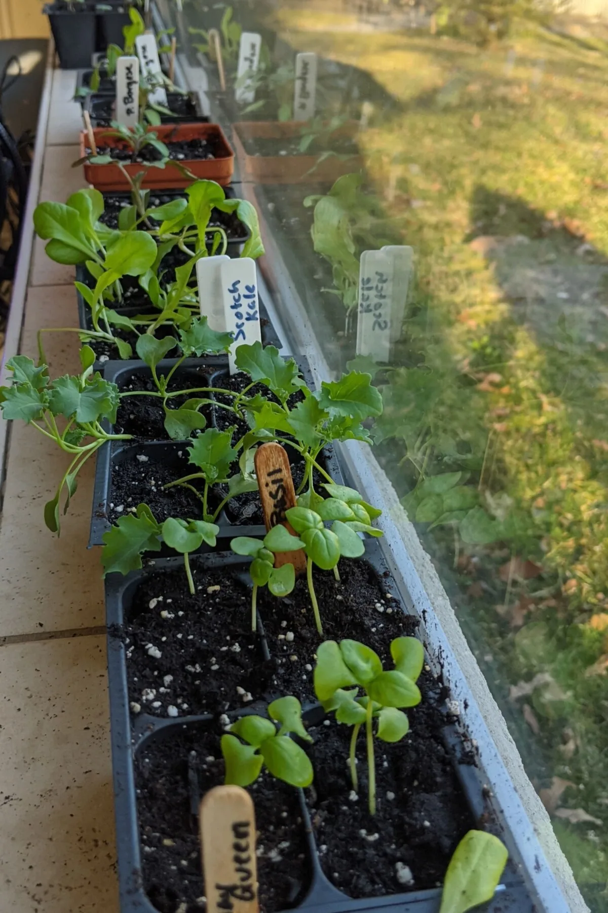 Seedlings growing on windowsill