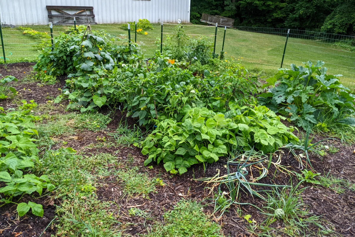 Healthy, traditional vegetable patch