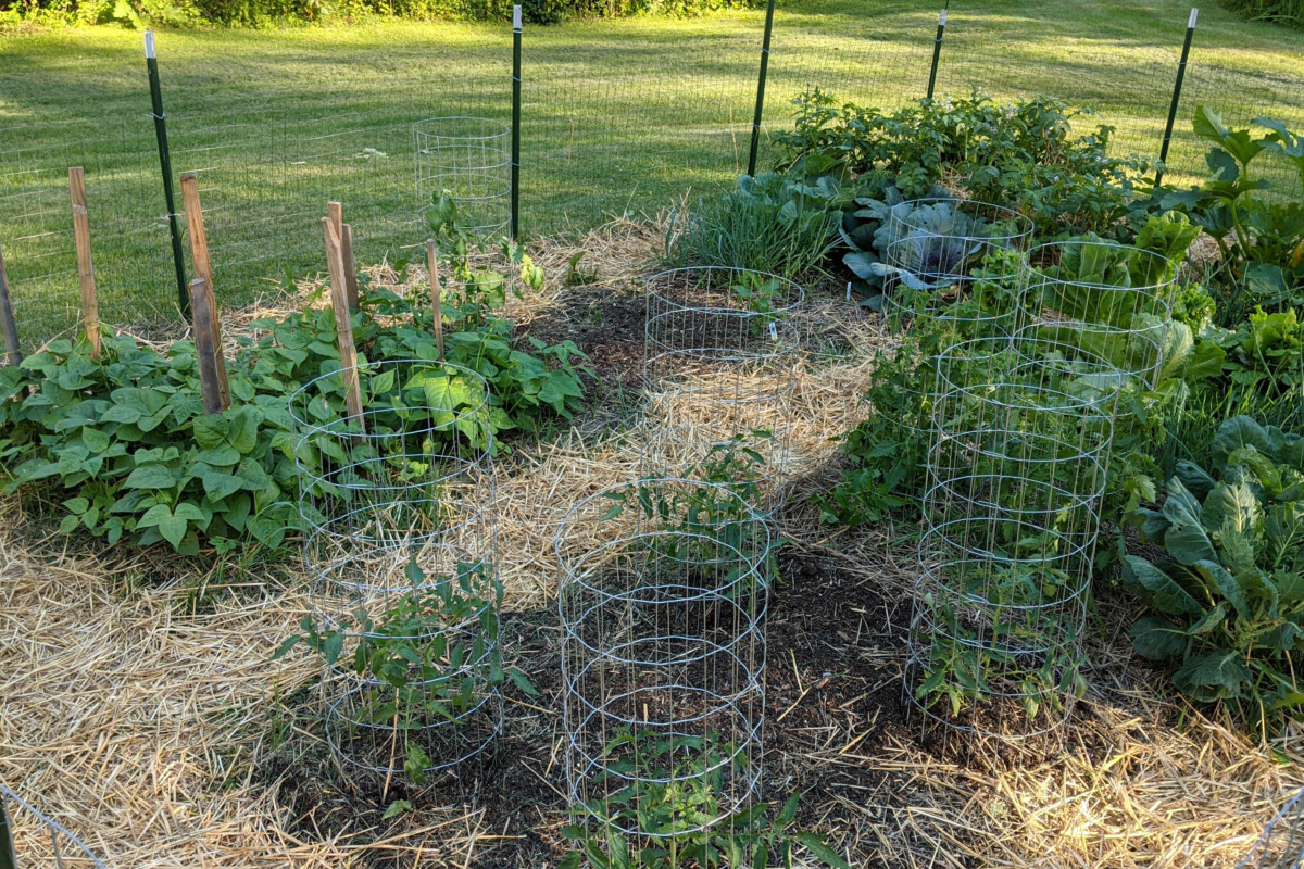 Small vegetable patch