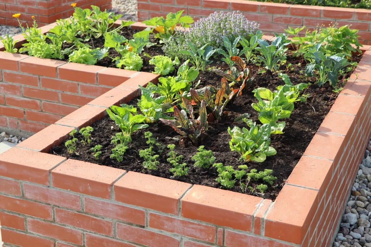 Brick raised bed with lettuces growing in it