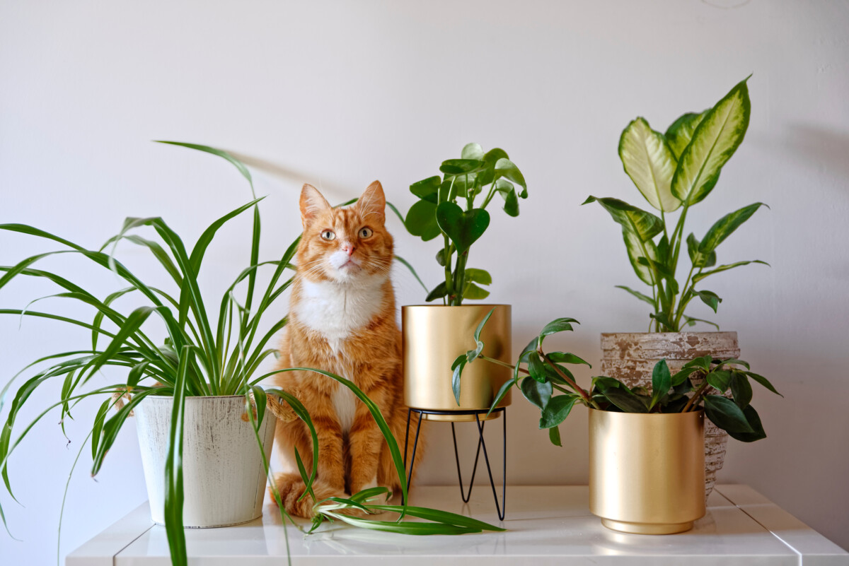 Orange cat sitting next to several houseplants