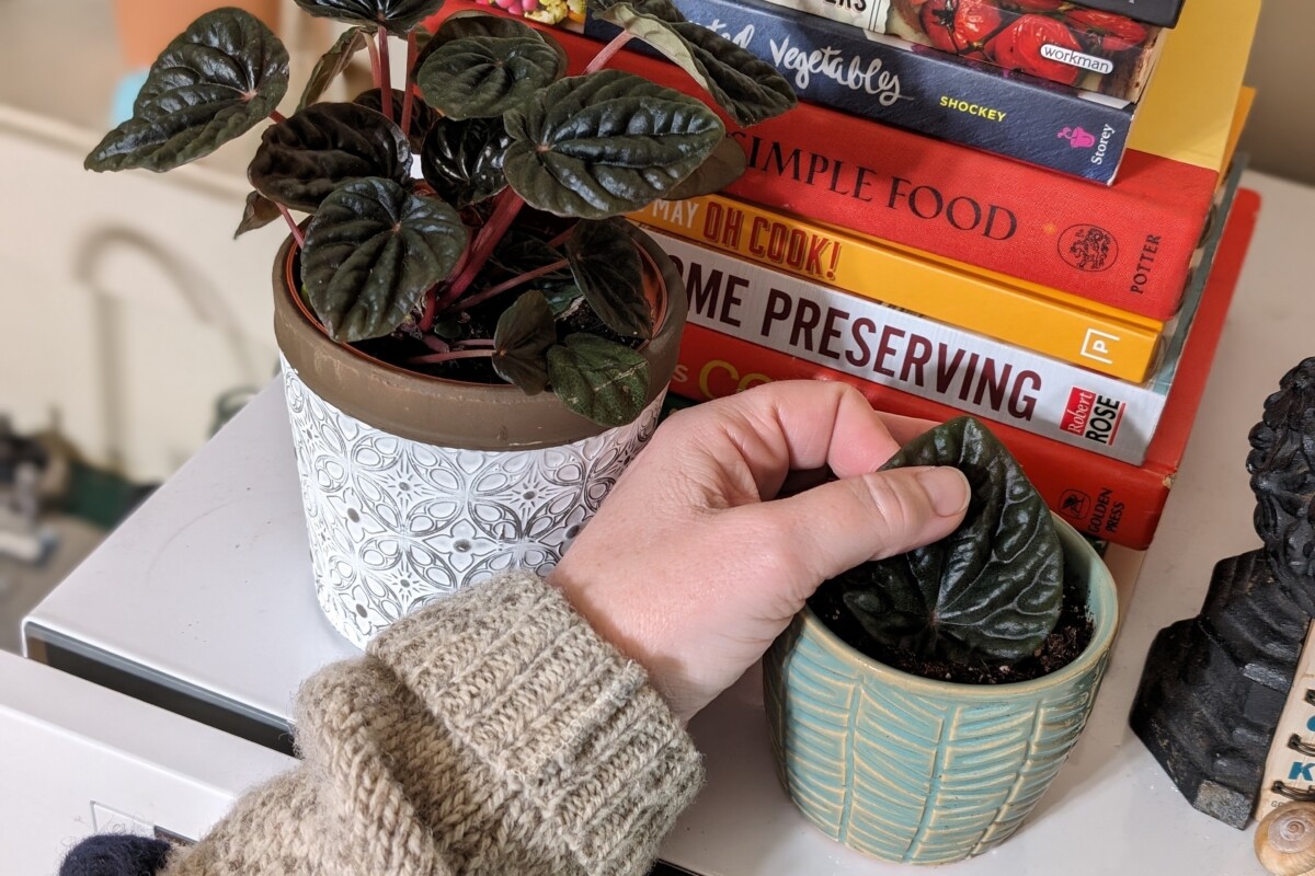 woman's hand putting peperomia leaf into potting mix