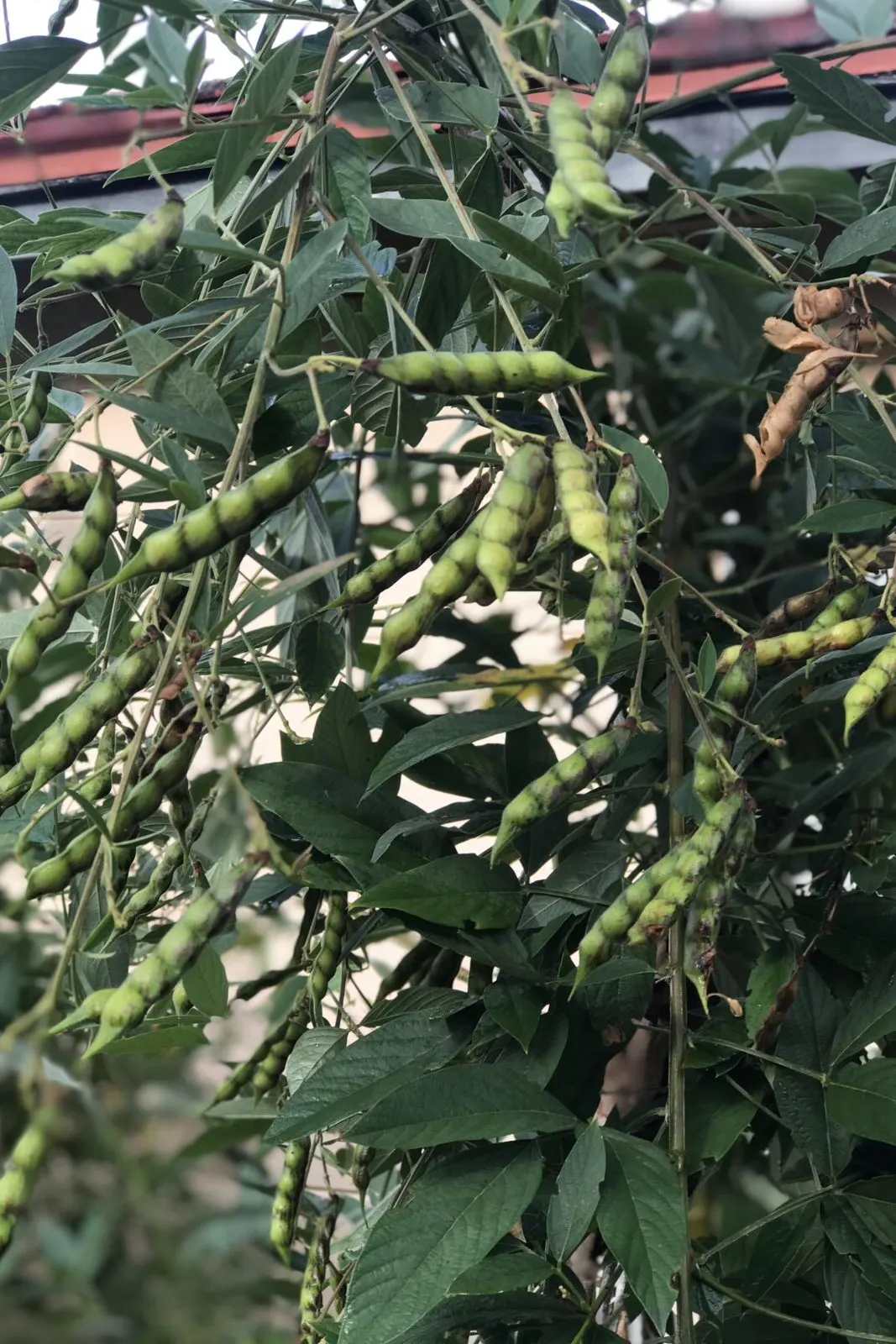 pigeon peas growing
