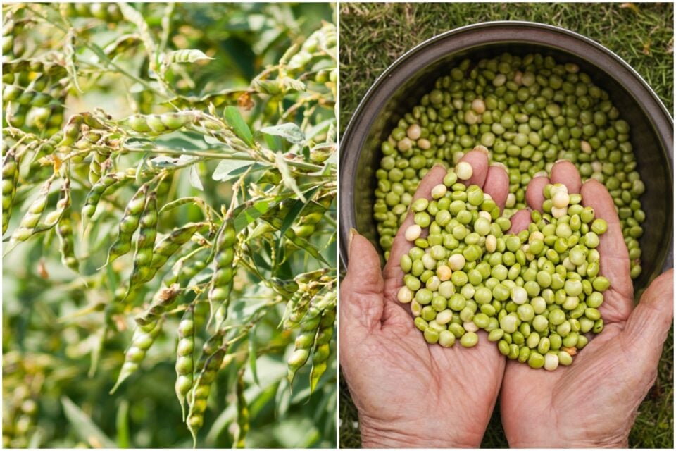 12 Reasons I Grow Pigeon Peas Every Year