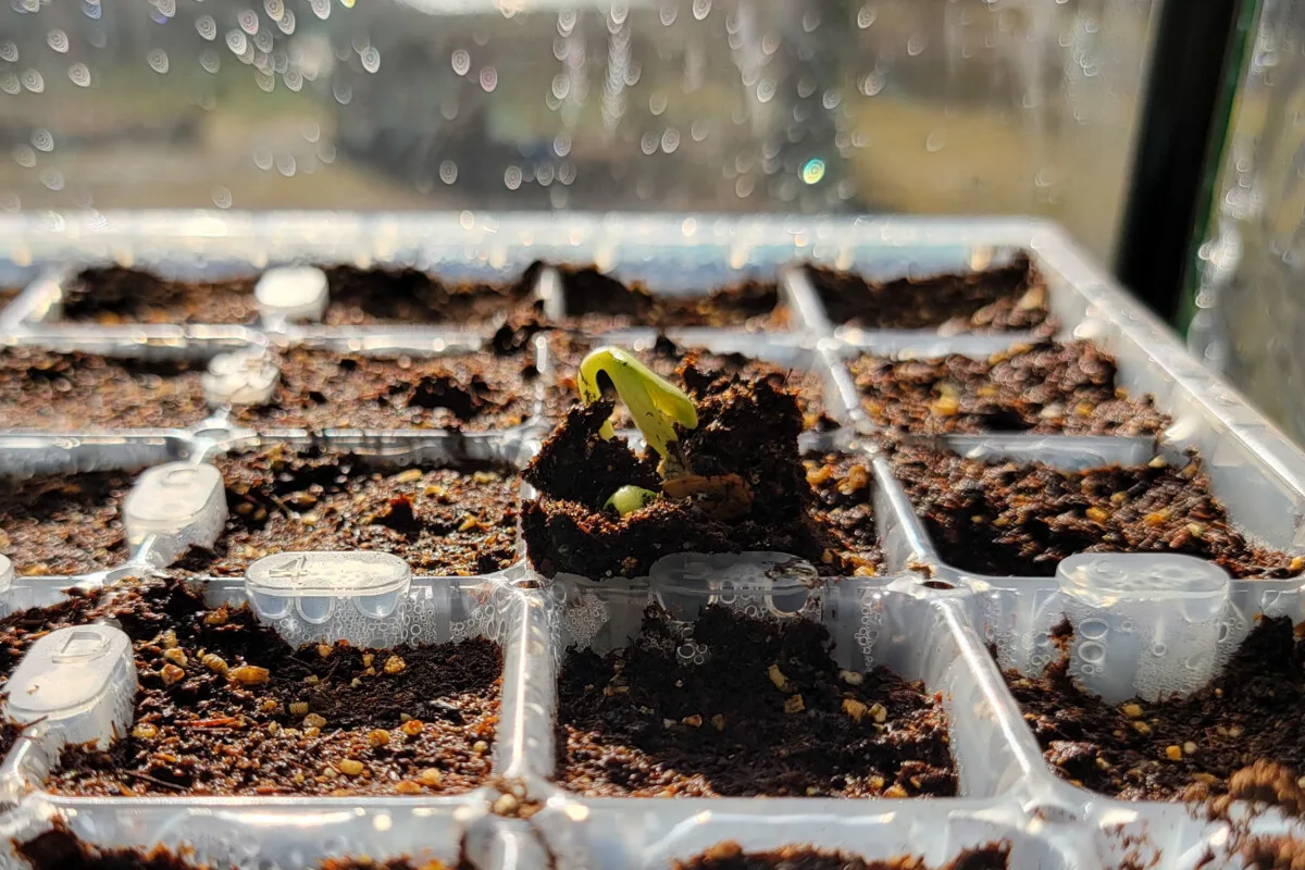 Tiny seedling in a seed starting tray
