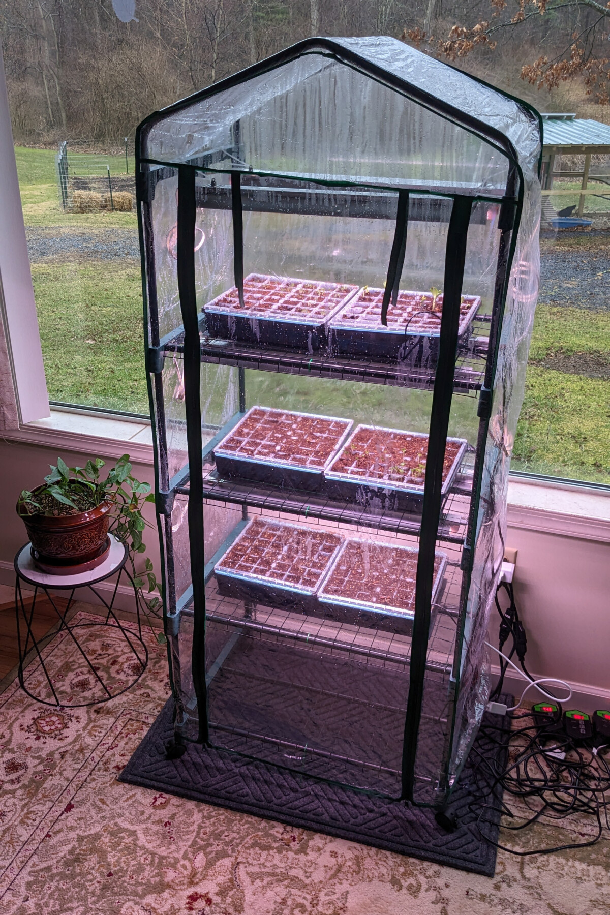 Small indoor greenhouse with seedlings in trays