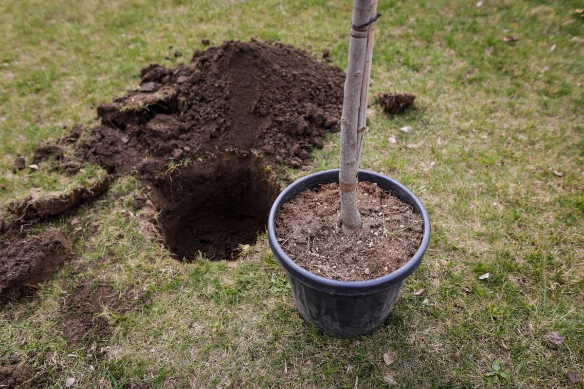 Tree in a pot next to a hole dug in the ground, the hole is too small