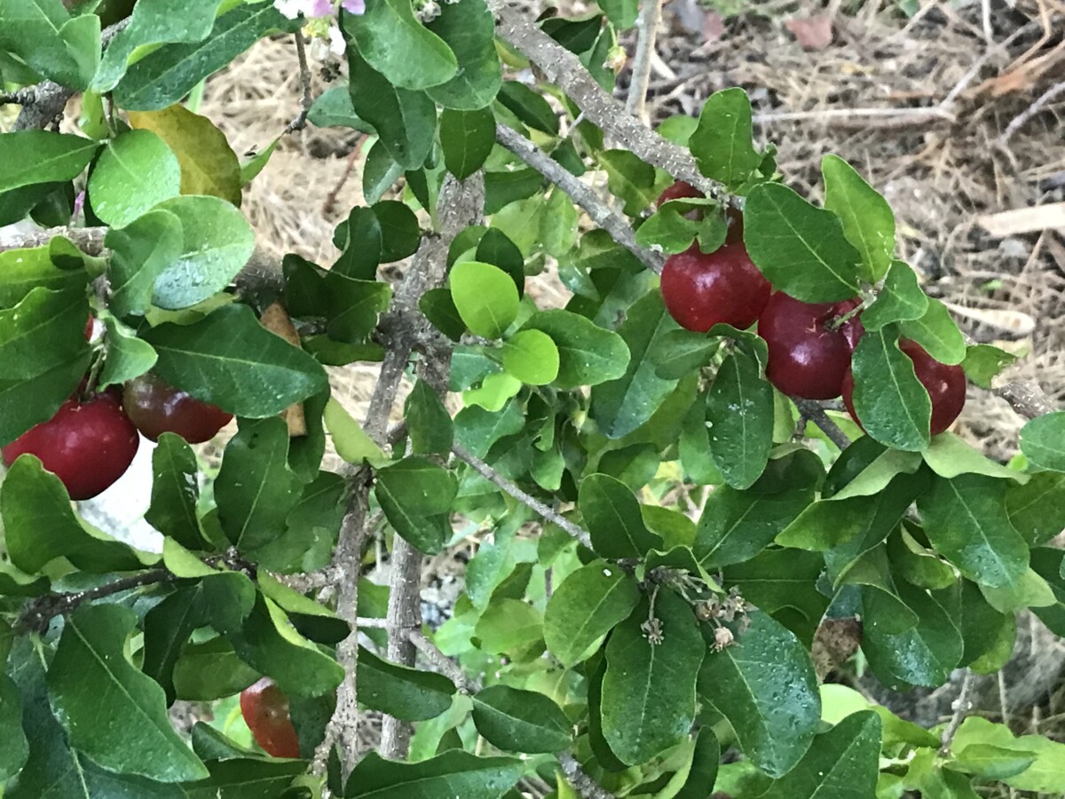 Barbados cherry tree