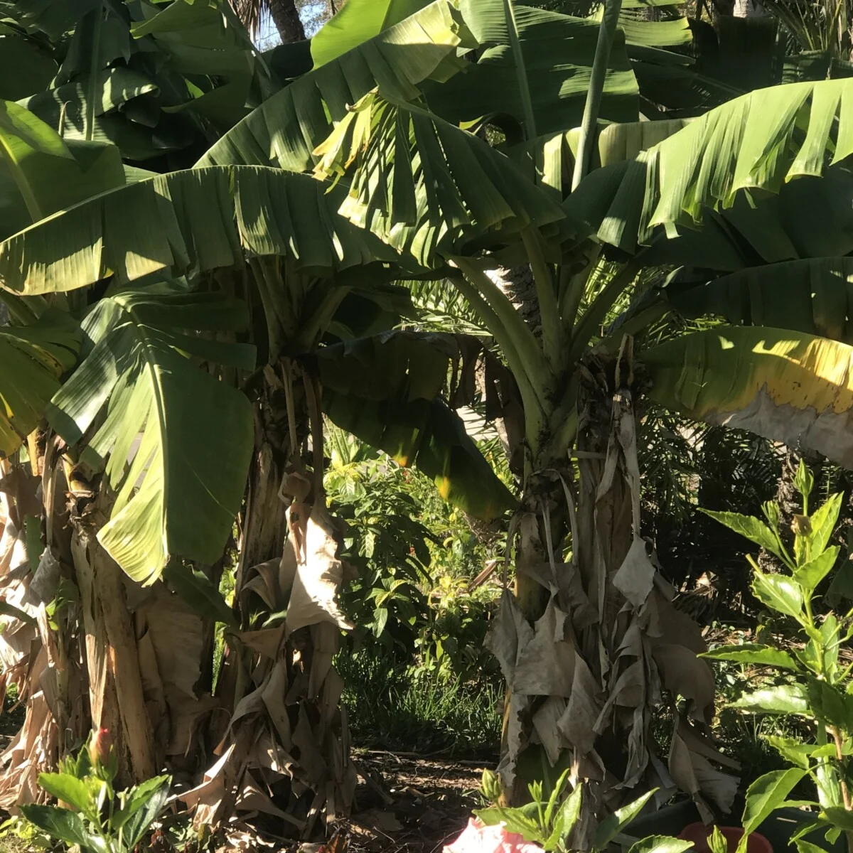 Large banana trees