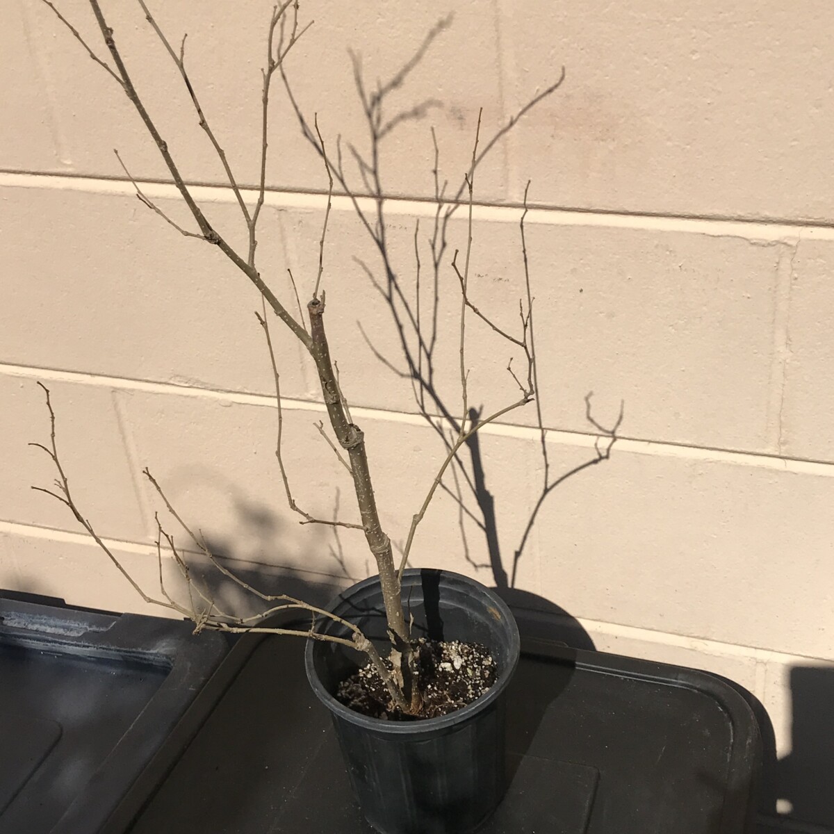 Dormant tree in a pot