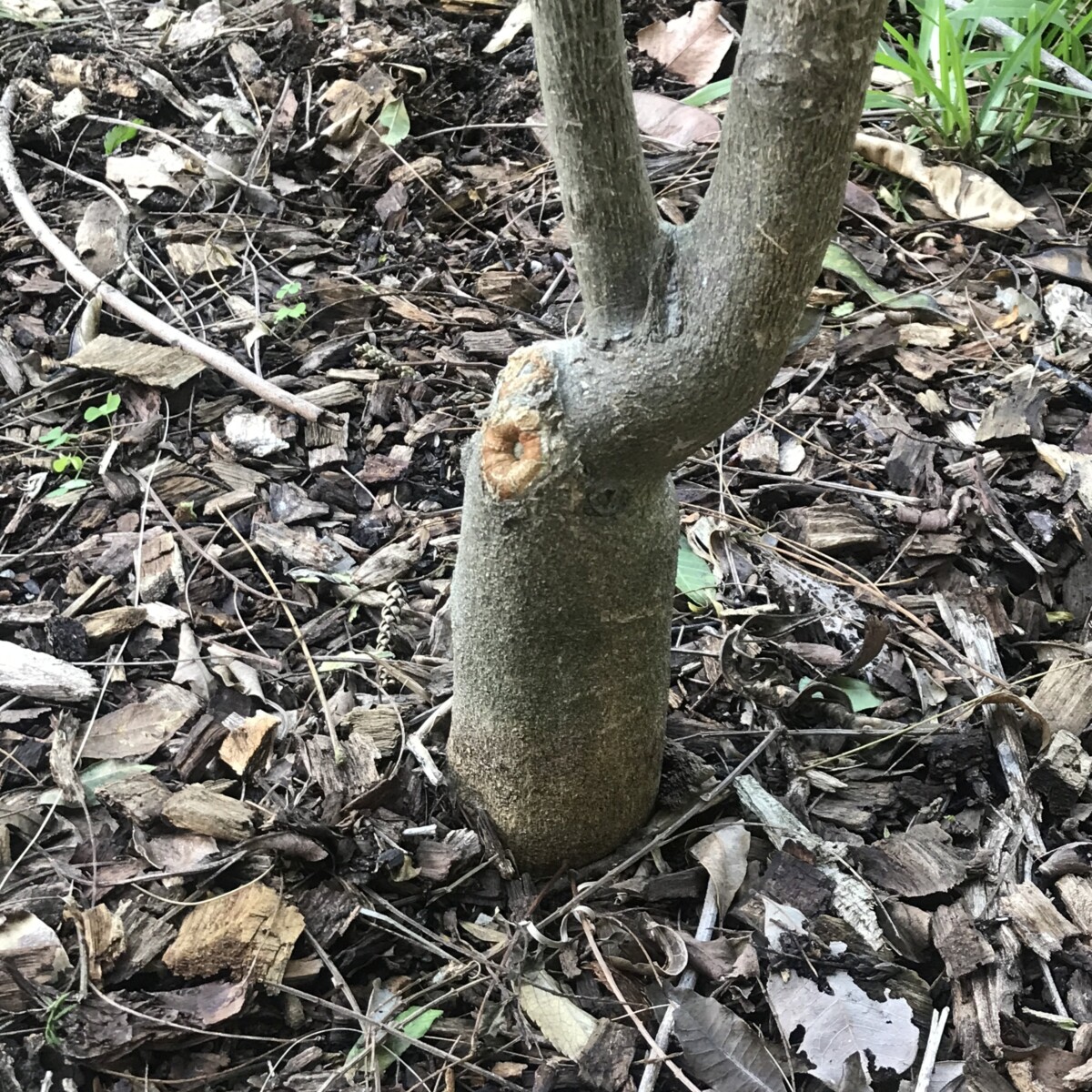 Base of tree with tree graft growing off-center