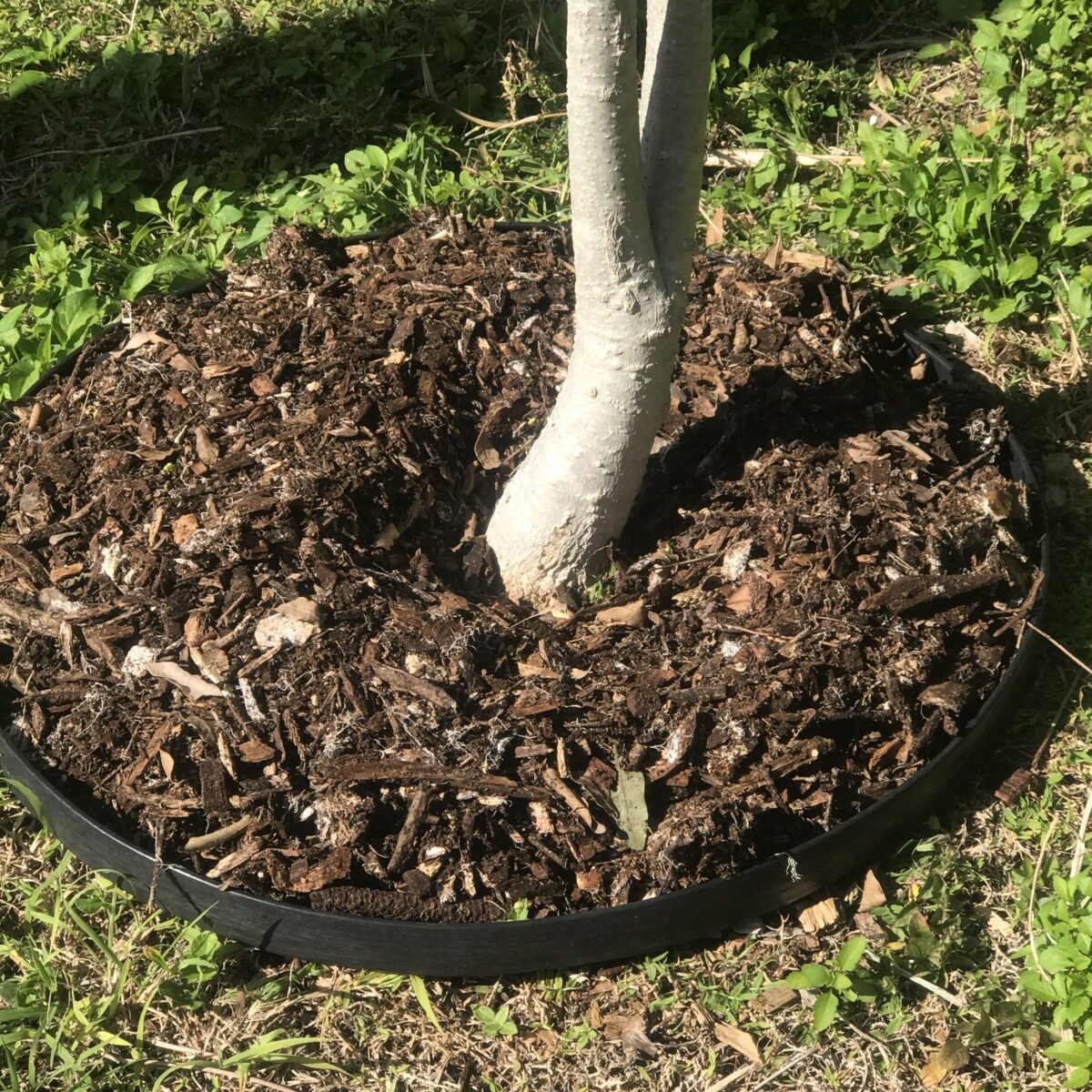 Mulched tree with space around the flare of the trunk