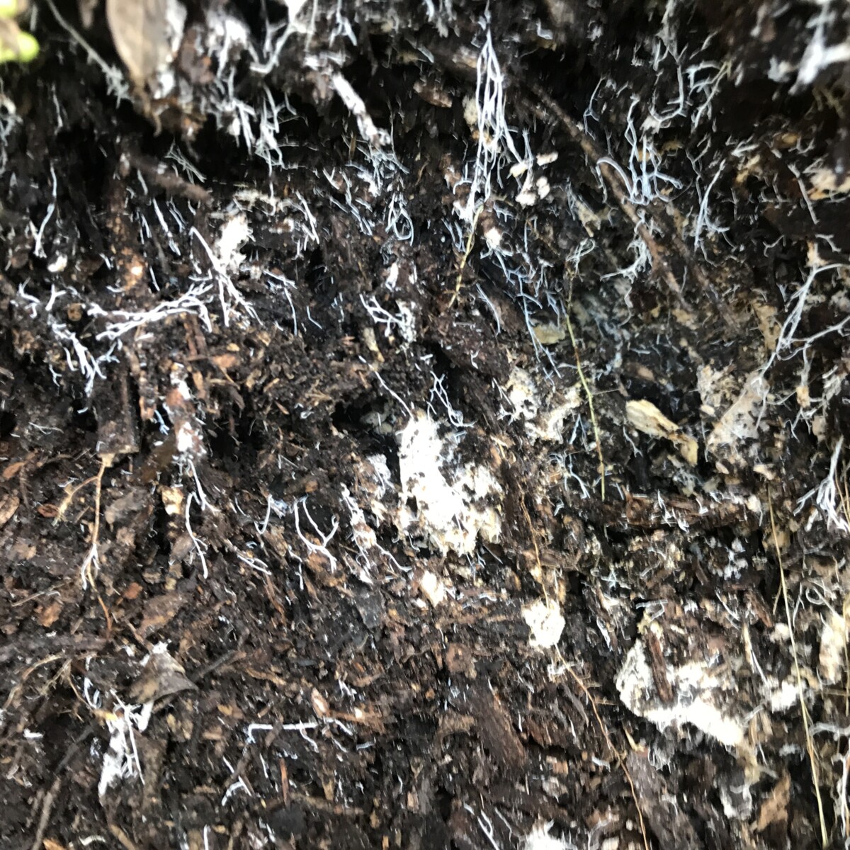 Mycorrhiza growing in mulch
