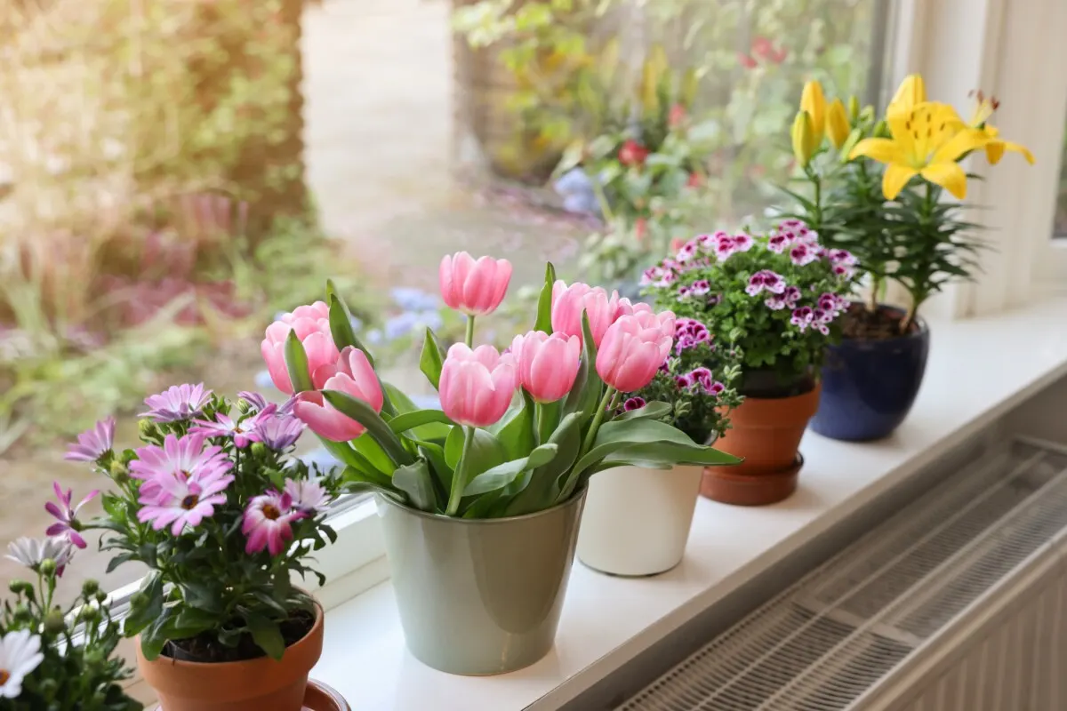 Flowers on a windowsill