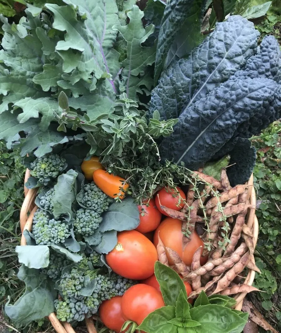 winter vegetable harvest