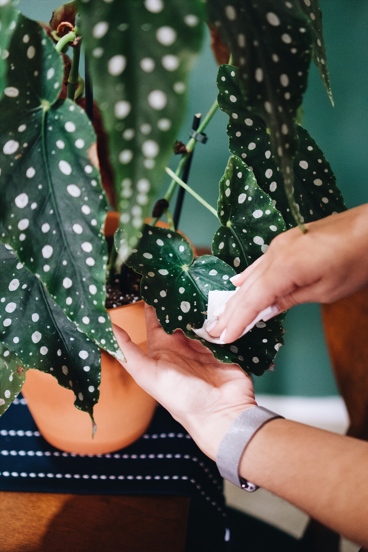 Woman's hands cleaning a begonia rex