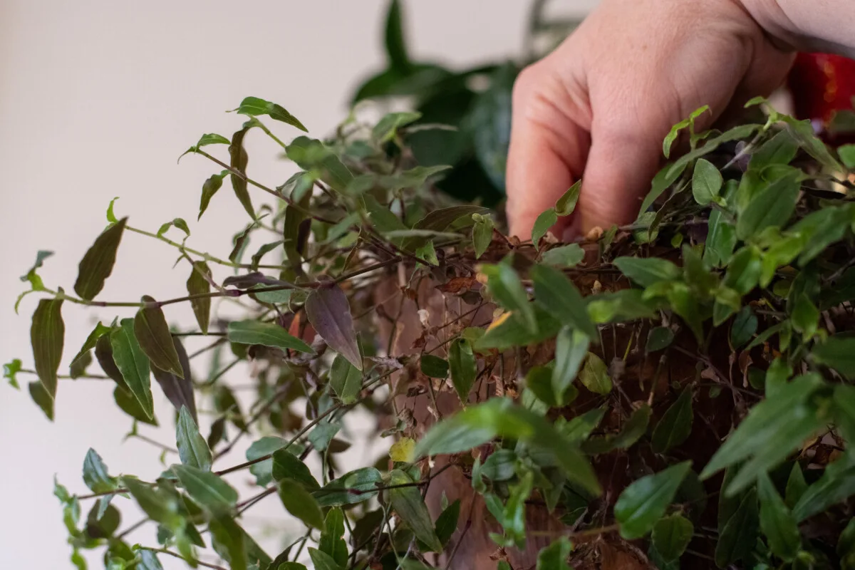 Woman's hand, sticking finger in soil of a houseplant