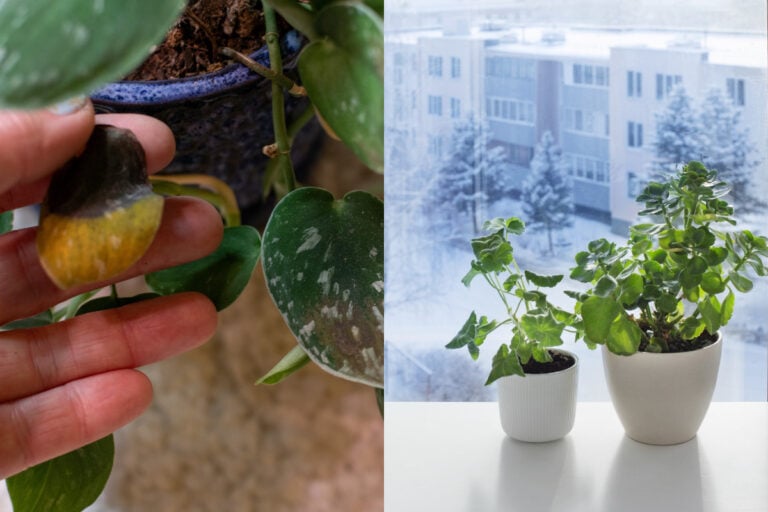 Why Houseplants are More Likely to Die in the Winter + Practical Winter