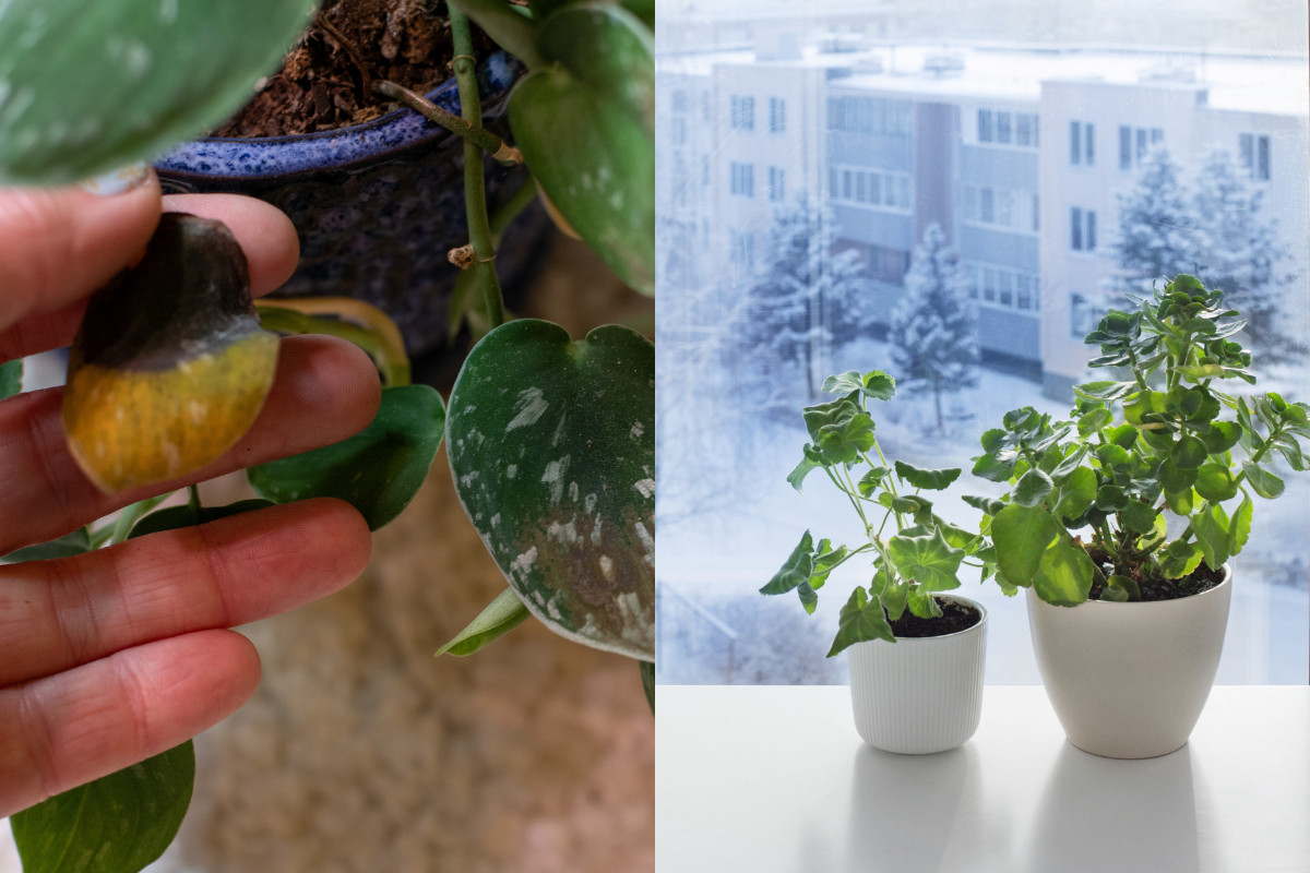Photo of a cold damaged satin pothos and photo of two plants on a windowsill with a wintery scene in the background. 