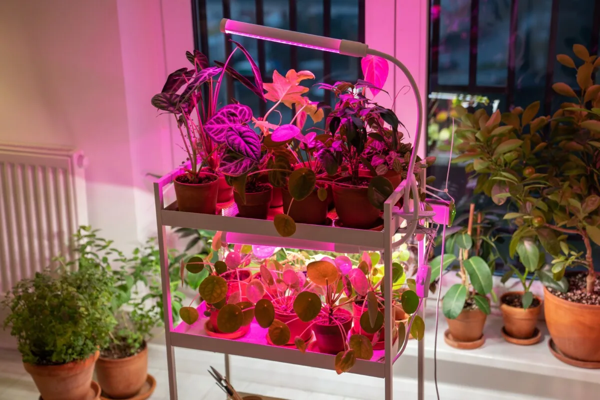 Stand with plants on it and grow lights. 