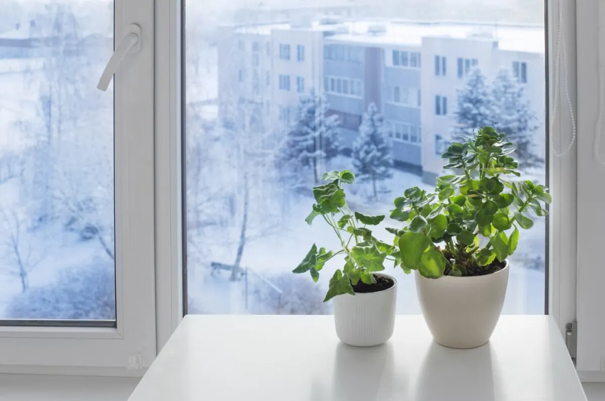 Two plants sitting in front of a window during winter