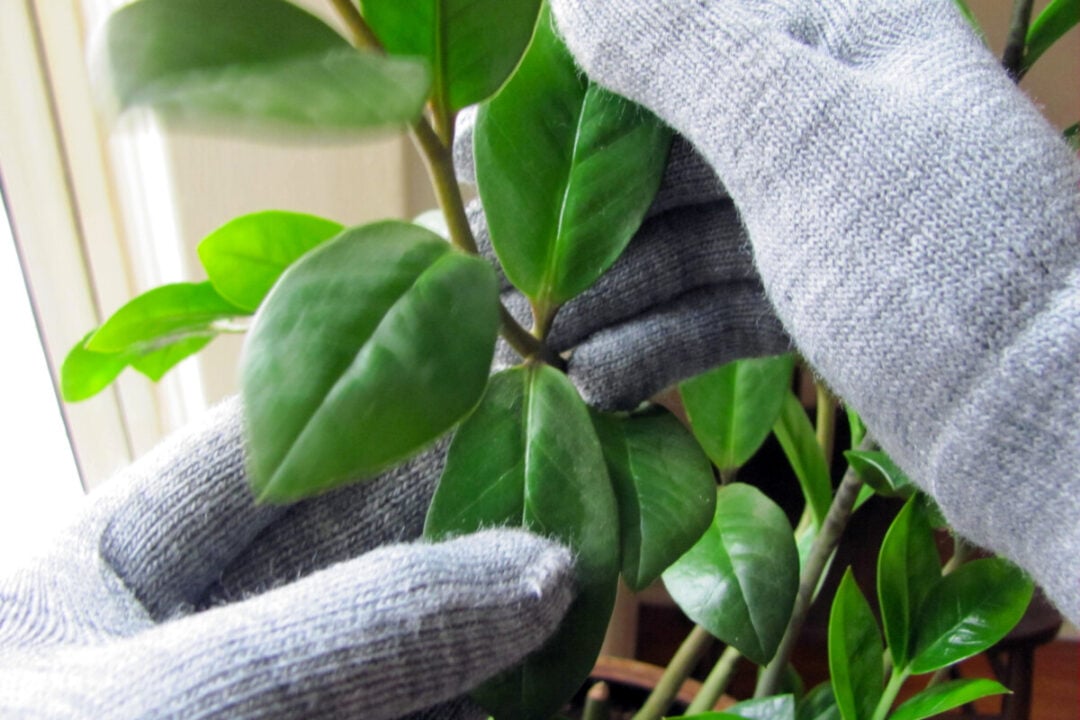 Why You Need To Clean Dust Off Houseplants (& 9 Ways To Do It)