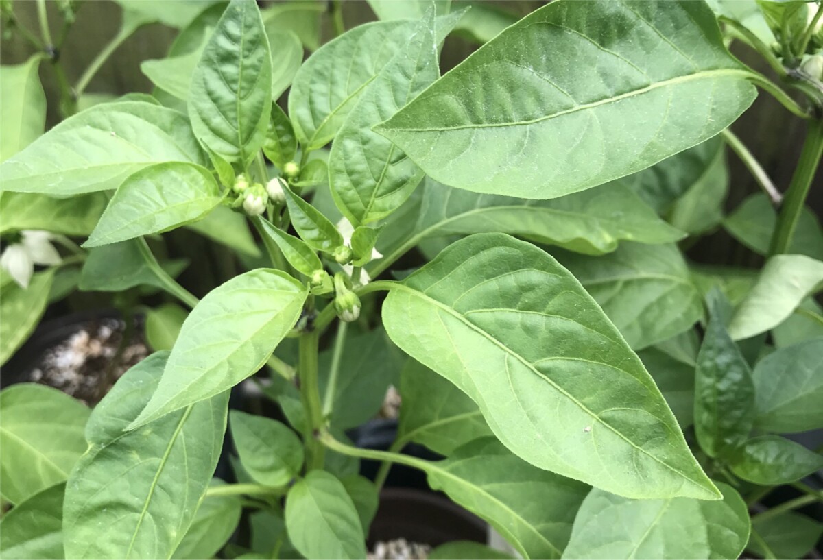 Tiny peppers on a pepper plant