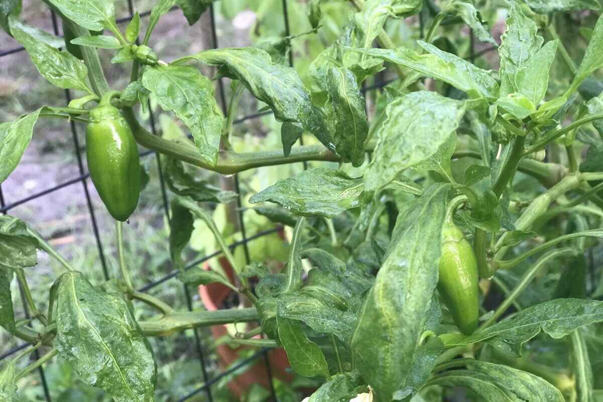 Cubanelle-Fryer-Pepper-Plants-edited.jpg