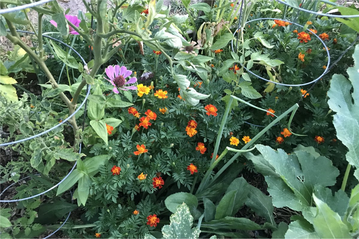 flowering companion plants in a vegetable bed