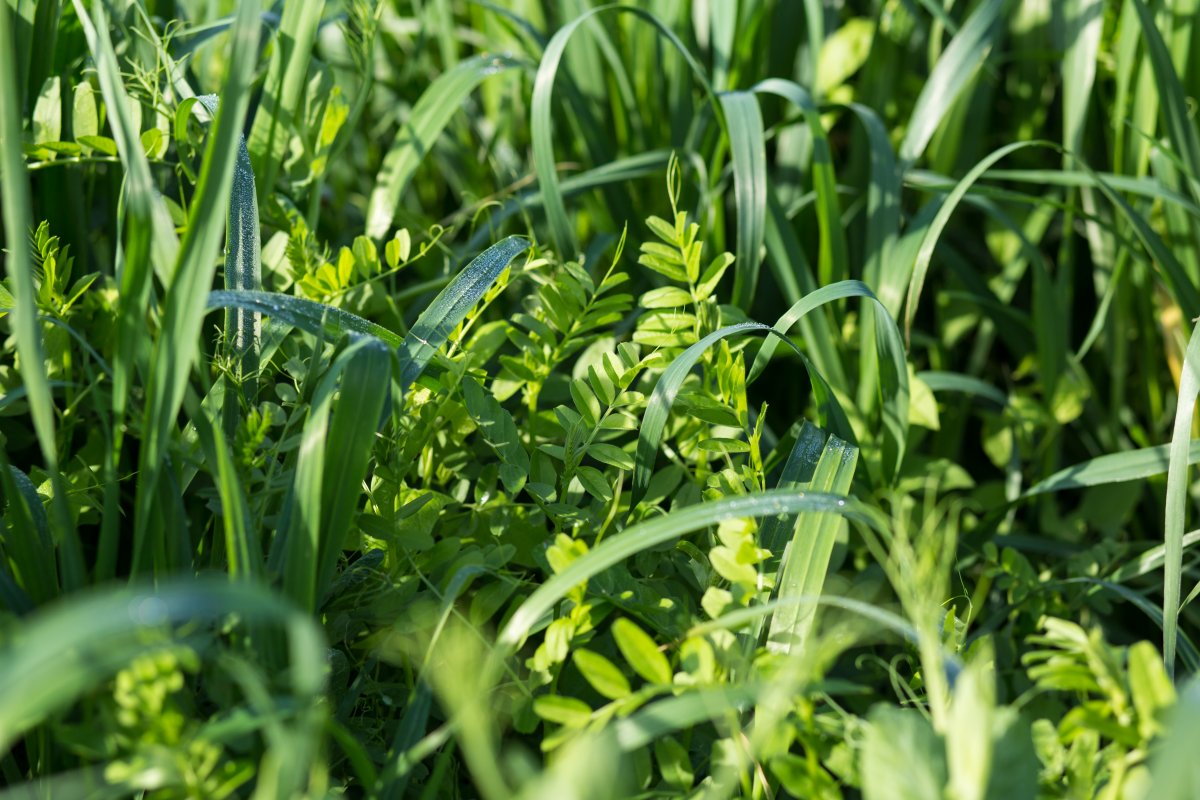 Cover crops growing together