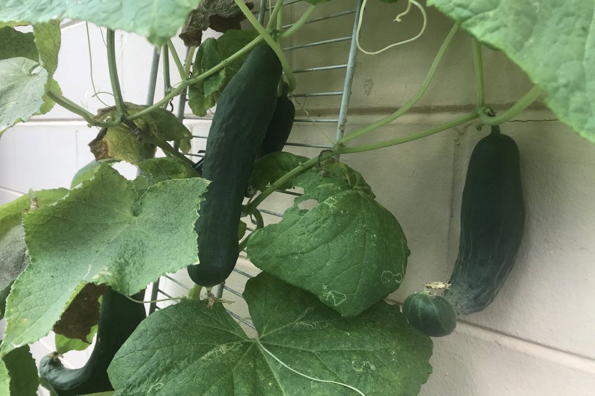Cucumbers growing