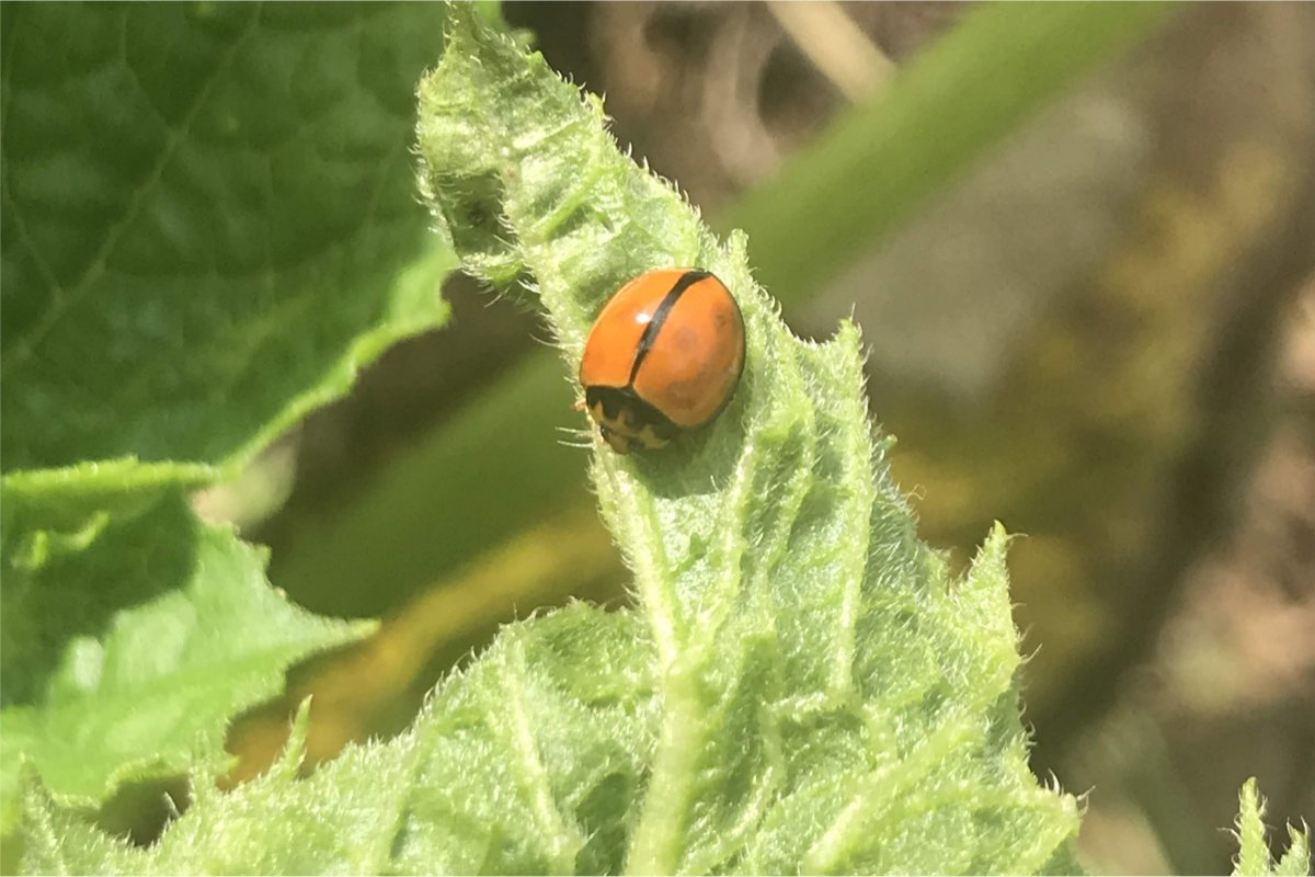 Insect on potato leaf