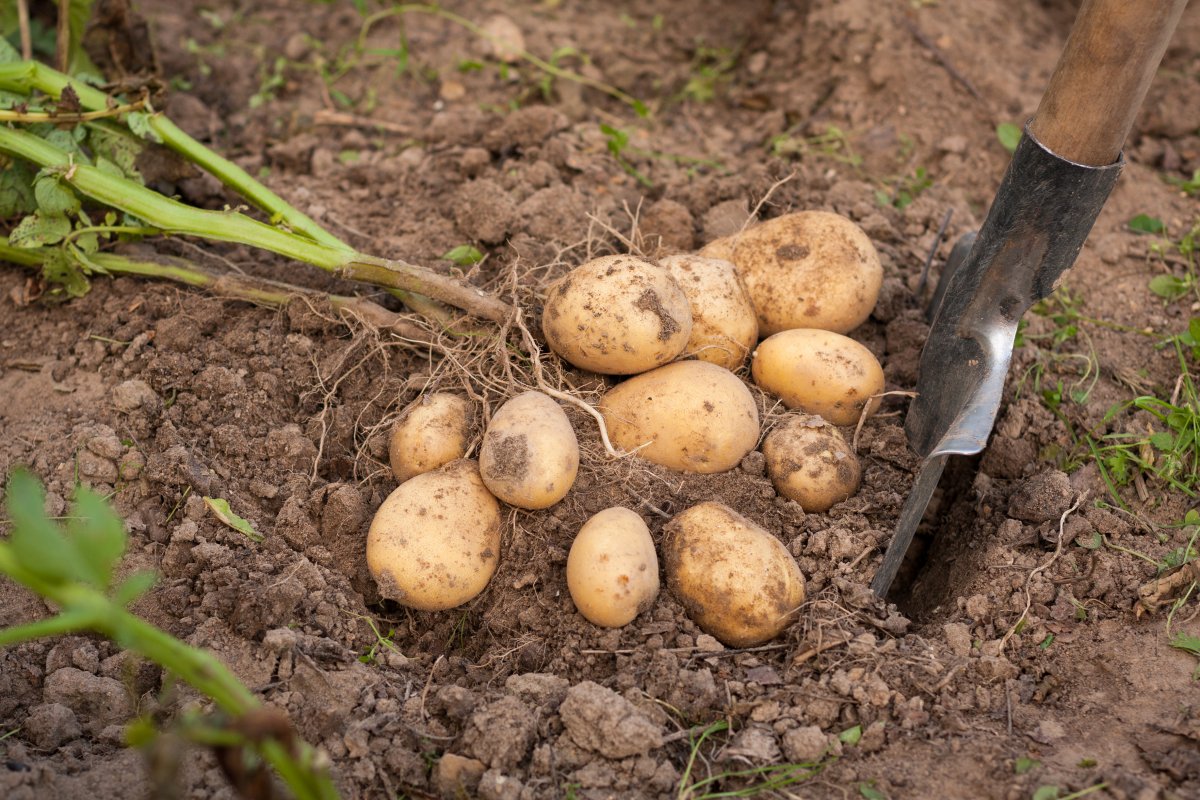 Unearthed potatoes