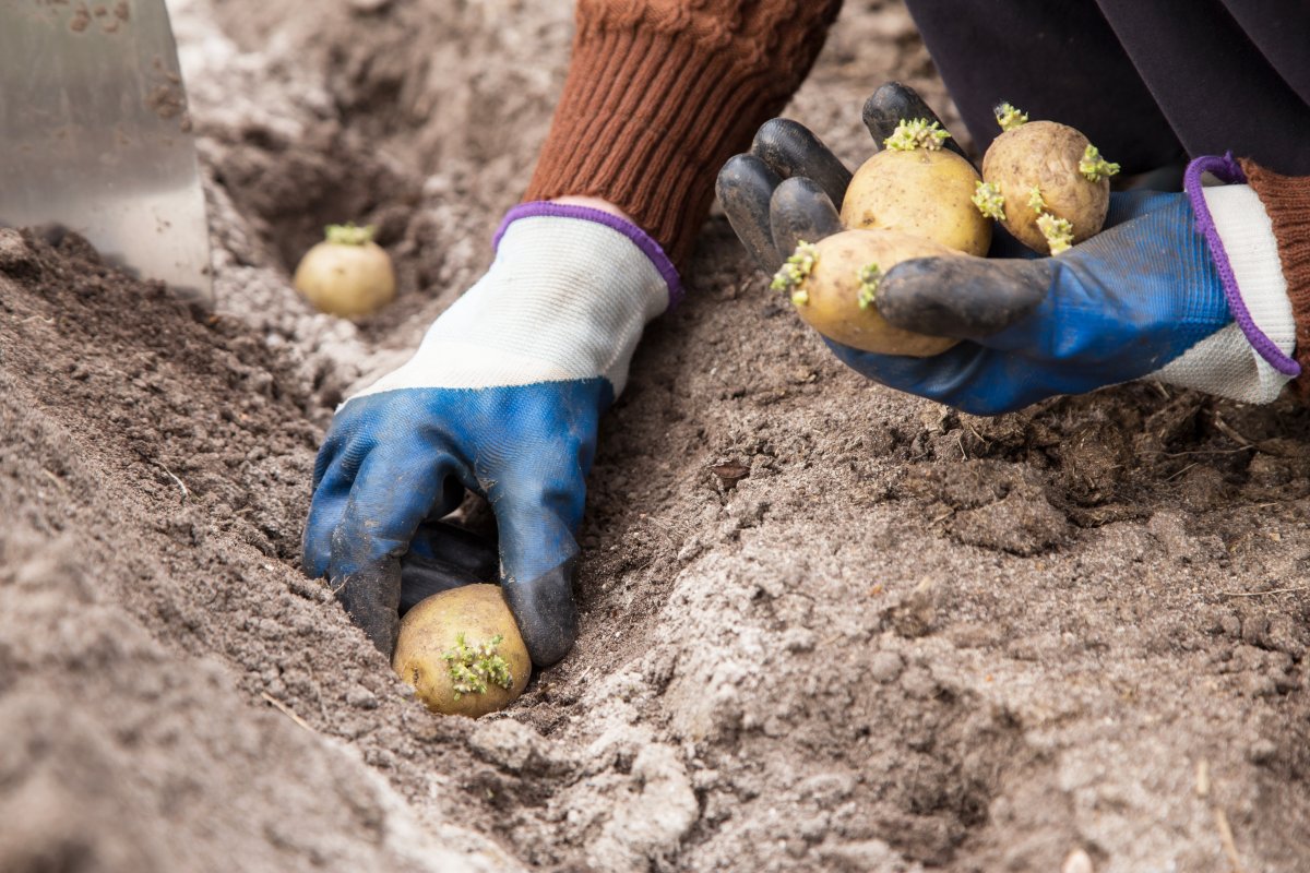 Hand planting potatoes