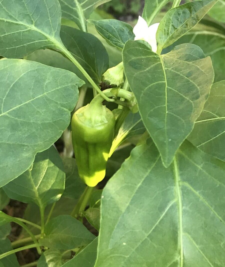 Small pepper growing in the garden