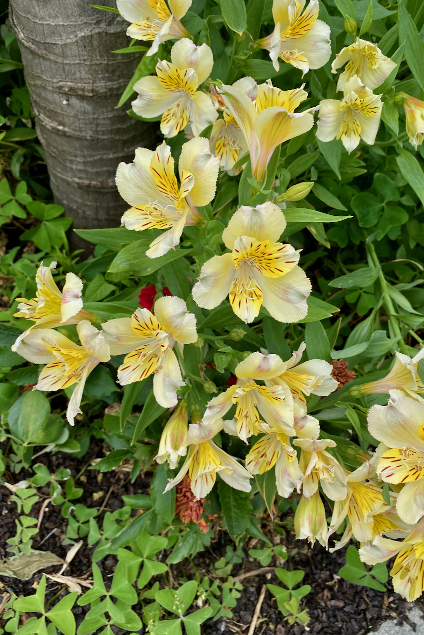 Plant-summer-bulbs-peruvian-lily.jpeg